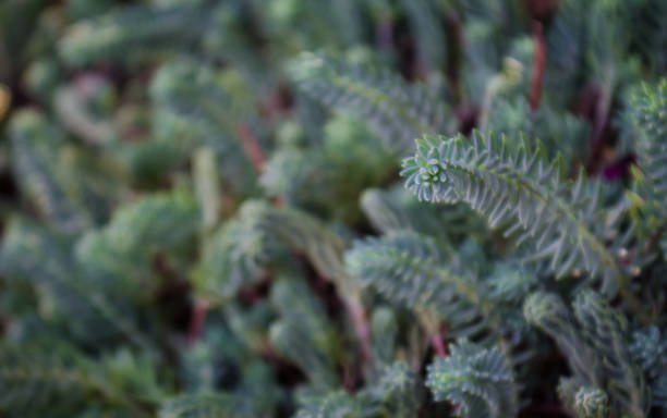 istock Close up beautiful green plants landscape design background. 1175644181