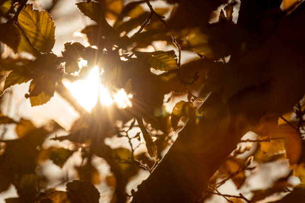 istock Sun shines through gaps in the trees 1175644275
