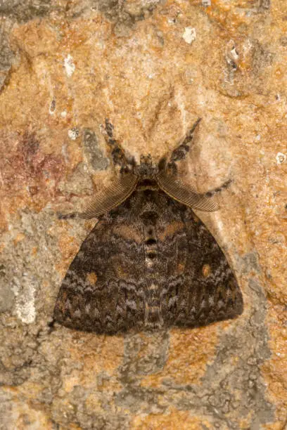Photo of Lymantria Incerta or Noctuoidea Moth seen at Meghalaya,India,Asia