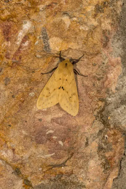 Photo of Noctuoidea Moth seen at Meghalaya,India,Asia