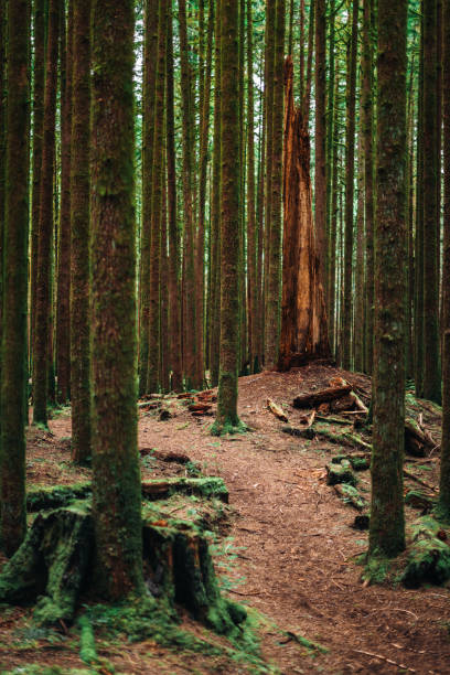 MacMillan Provincial Park, Vancouver Island, British Columbia,