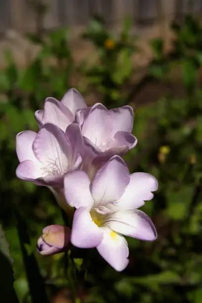 Flowers of the Ixia bulb plant