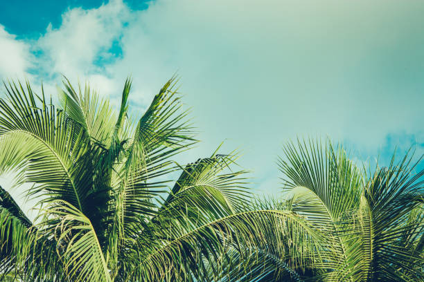 istock Coconut palm tree foliage under sky. Vintage background. Retro toned poster. 1175646051