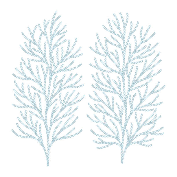 Hiba Leaf Vector Illustration Hiba tree leaves vector illustration
※ It is an illustration that modified the 1174374989. Delete the 1174374989. khiva stock illustrations