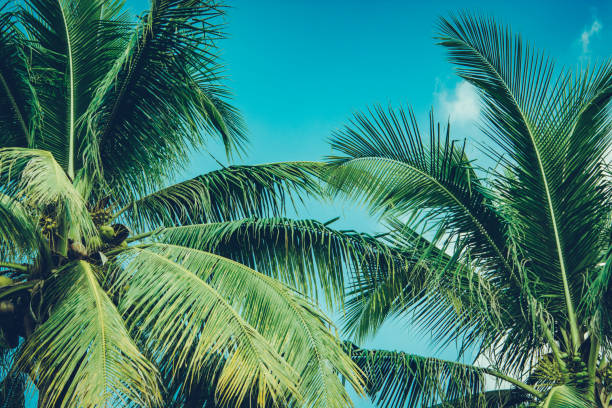 istock Coconut palm tree foliage under sky. Vintage background. Retro toned poster. 1175646204