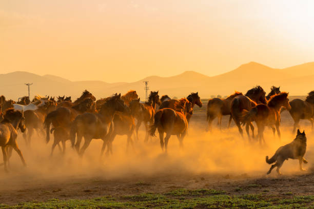 istock Wild horses (Yilki atlari) Kayseri, Turkey. 1175646305
