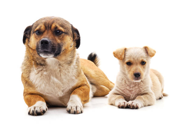 Dog and puppy isolated on a white background.