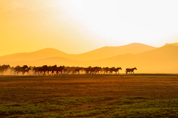 istock Wild horses (Yilki atlari) Kayseri, Turkey. 1175647434