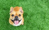 istock Set of young puppy french bulldog playing and activity around the house both indoor and outdoor 1175647482