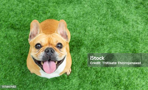 Set Of Young Puppy French Bulldog Playing And Activity Around The House Both Indoor And Outdoor Stock Photo - Download Image Now