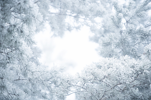 Winter christmas background frame - snow on pine tree branches.