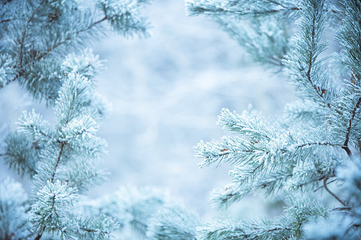 Winter christmas background frame - snow on pine tree branches.