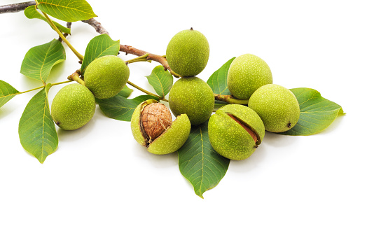 Green walnuts with leaves isolated on a white background.