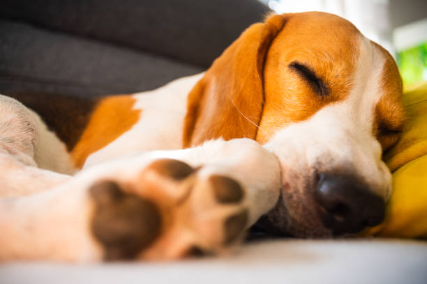 istock Funny Beagle dog tired sleeps on a cozy sofa, couch, on yellow cushion 1175649049