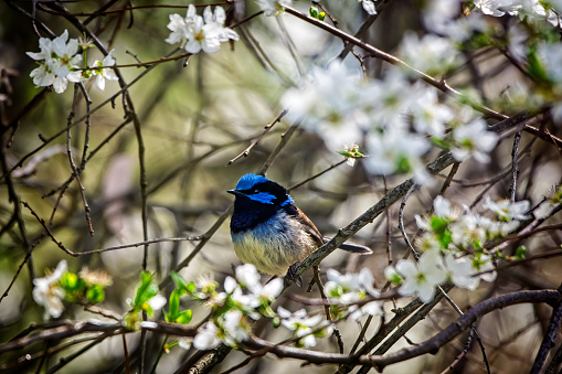 Male Superb Fairy Wren perched in a blossom tree