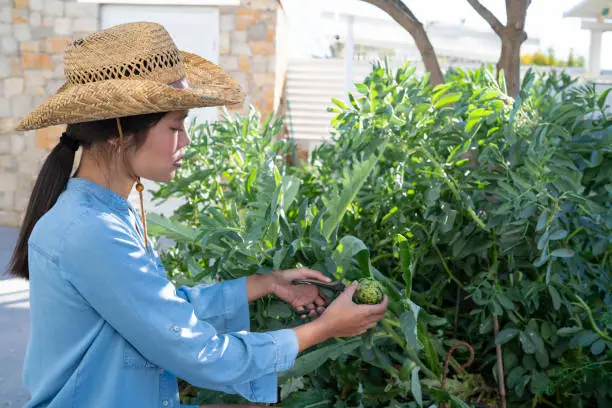 Asian young girl in homestead with artichoke plants taking in backyard garden