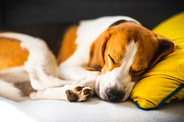 istock Funny Beagle dog tired sleeps on a cozy sofa, couch, on yellow cushion 1175649617