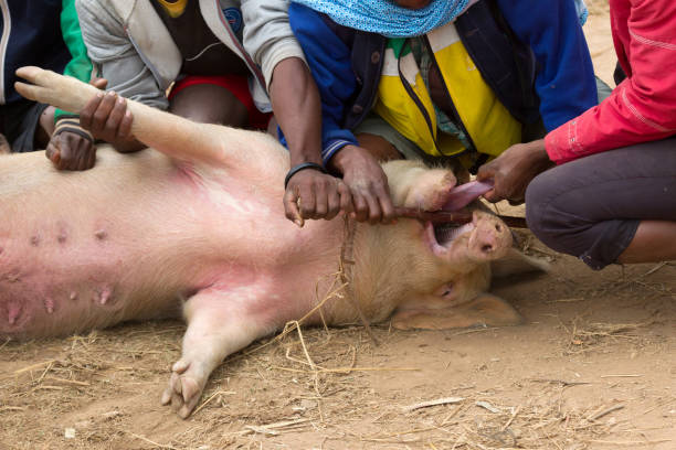 istock Pig on a local Malagasy market is being inspected 1175650884