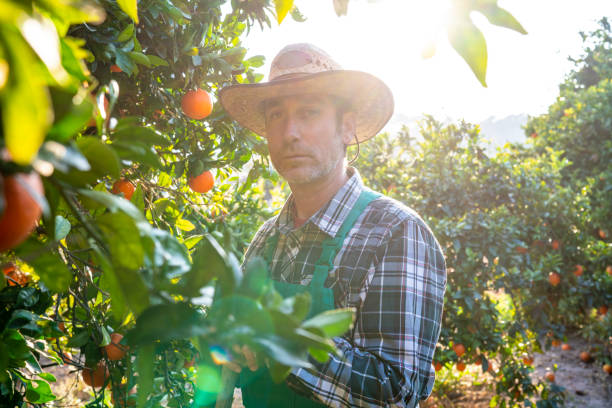 istock Agriculture farmer portrait in orange tree field 1175651571