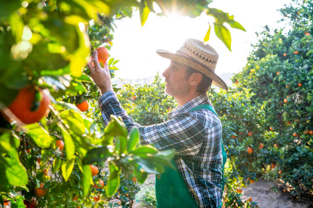 istock Agriculture farmer checking orange tree fruits 1175651573