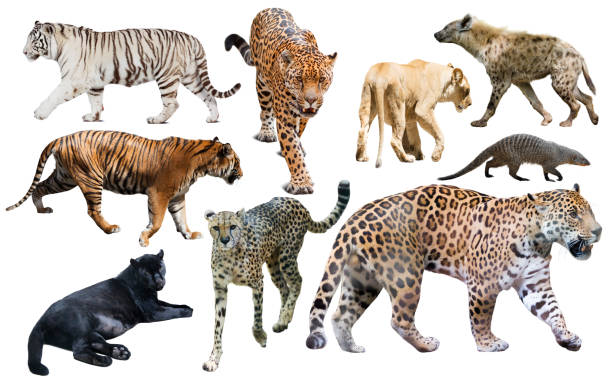 istock Set of African predators isolated over white 1175651615