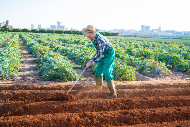 istock Agriculture farmer working with hoe in ploughed field 1175651623