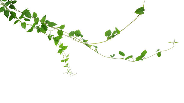 트위스트 정글 덩굴 리아나 등반 식물 하트 모양의 녹색 잎 매달려, 자연 프레임 레이아웃 클리핑 경로와 흰색 배경에 격리. - creeper plant herb frame isolated 뉴스 사진 이미지