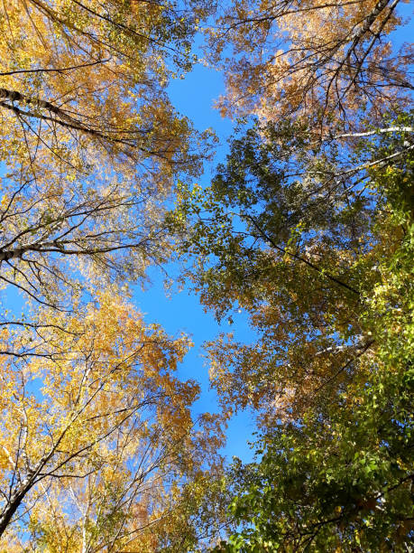 istock Green and yellow trees 1175653128
