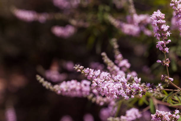 el árbol de vitex púrpura - purity fotografías e imágenes de stock