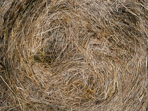 A twisted pile of hay or straw. Tightly Packed for outdoor storage. Texture, background