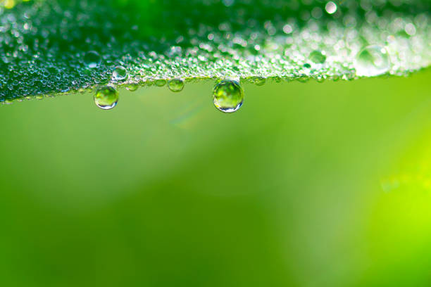 istock Dew drop on a blade of grass 1175656620
