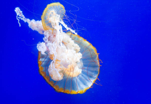 istock Swimming Jellyfish On Blue Background 1175658604