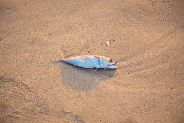 dead fish lies in the sand. environmental problems and clean water dead fish lies in the sand. environmental problems and clean water. corpse of fish bullhead fish stock pictures, royalty-free photos & images