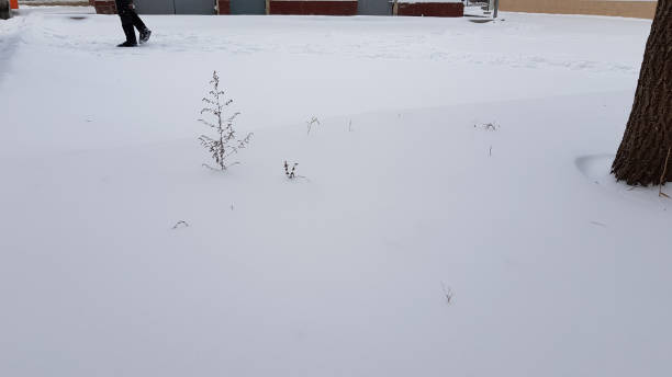 istock Footprints on clean white snow surface after snowfall. Winter background with copy space. Abstract backdrop with dried herb on white background. 1175662592