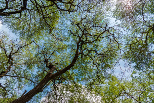 istock Trembesi (Monkey Pod/Samanea saman/Rain tree) forest in Tuban East Java, Indonesia. 1175662969