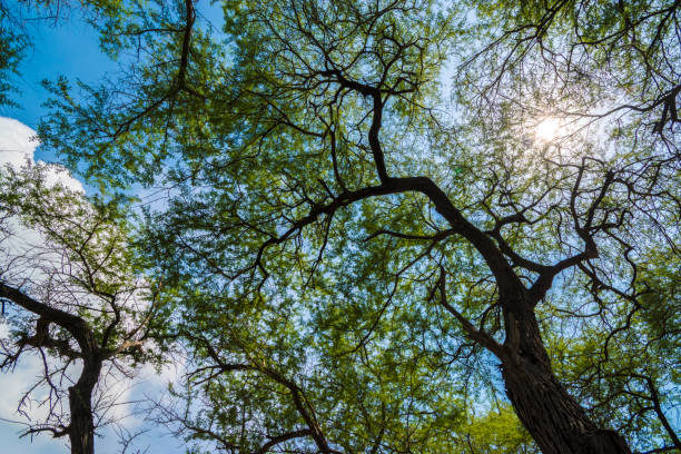 istock Trembesi (Monkey Pod/Samanea saman/Rain tree) forest in Tuban East Java, Indonesia. 1175664179