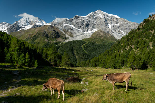 istock The Ortler Alps near Sulden (South Tyrol, Italy) 1175668118