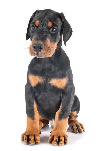 istock puppy Doberman Pinscher 1175668129