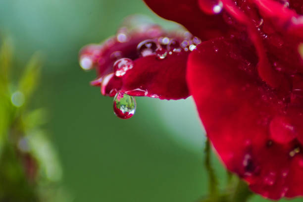istock Water drops on rose close up 1175668630