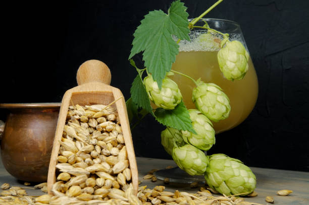 istock Branch of fresh hops on plant with barley seeds 1175668708