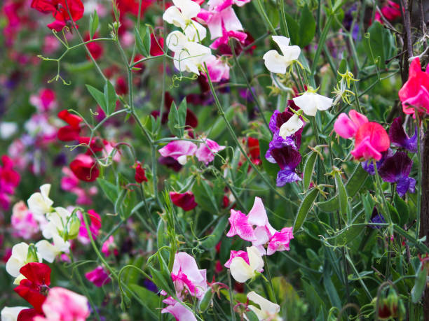 multicolored blooming sweet peas - cornwall, uk - flower head annual beauty close up imagens e fotografias de stock