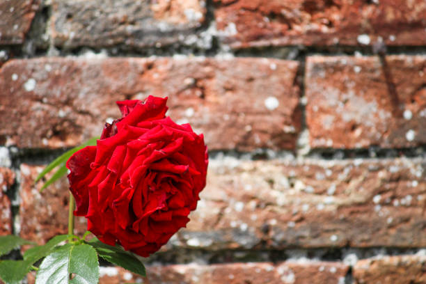 Walled garden with Red Rose - UK