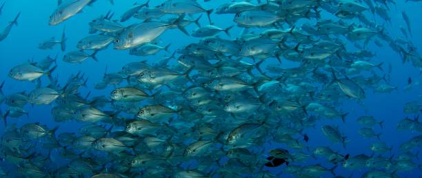 istock A huge school of Jacks 1175670250