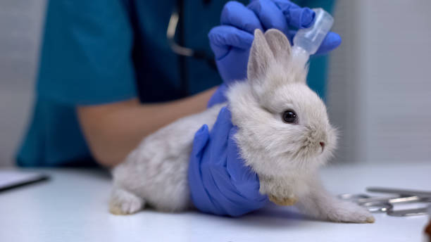 istock Vet dropping medicaments in rabbit ears, treating for mites, cleaning procedure 1175670410