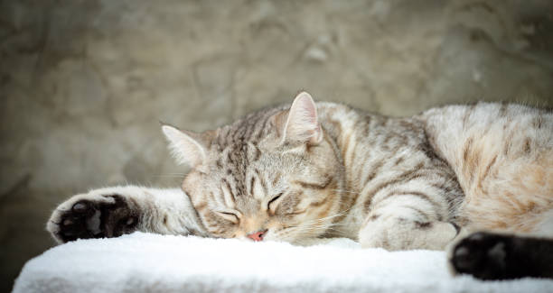 istock Close up cute tabby cat with black feet sleep on white background 1175671357