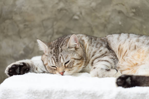 istock Close up cute tabby cat with black feet sleep on white background 1175671365