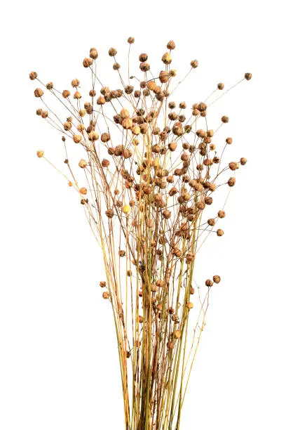 Photo of Boxes of ripe flax seeds isolated on a white background. Capsules of dry flax seed in sheaves. Ripe dry flax plants before harvesting. Dry flax on a white background.