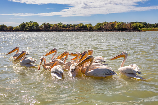 flock of birds Great White Pelicans swim on Lake Tana, Bahir Dar, Ethiopia, Africa wildlife