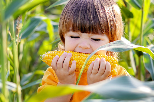 Close-up portrait of cute little child eating boiled yellow sweet corncob in green corn field outdoors. Autumn lifestyle. Homegrown organic food. Vegan children nutrition