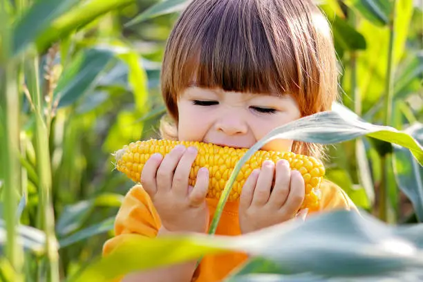Photo of Close-up portrait of cute little child eating boiled yellow sweet corncob in green corn field outdoors. Autumn lifestyle. Homegrown organic food. Vegan children nutrition